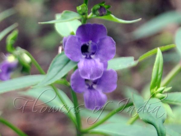 Longleaf Koala Bells